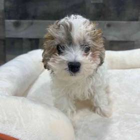 Maltipoo