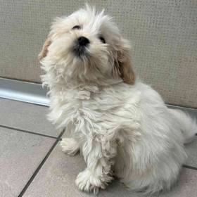 Shih Tzu-Bichon