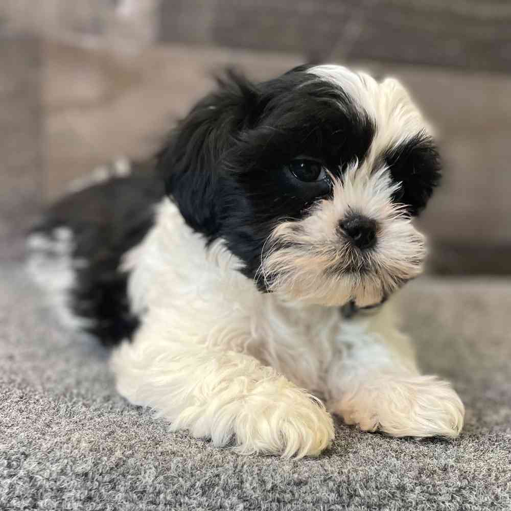 Image of a pet breed in the gallery
