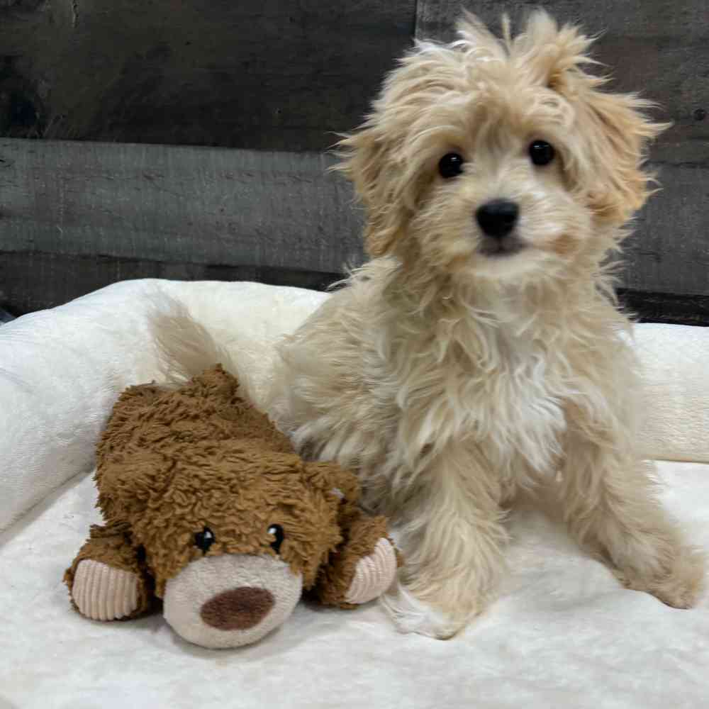 pet breed image
