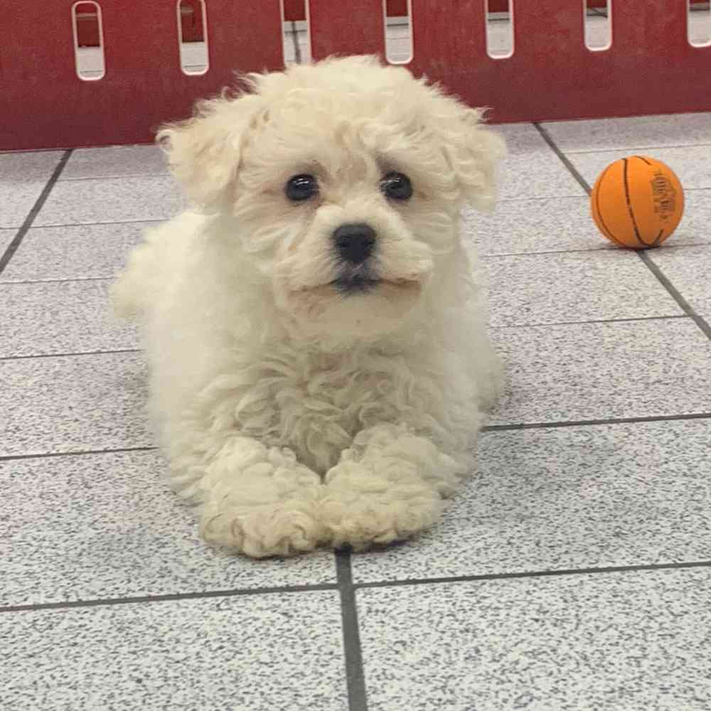 Shih tzu bichon shop frise for sale