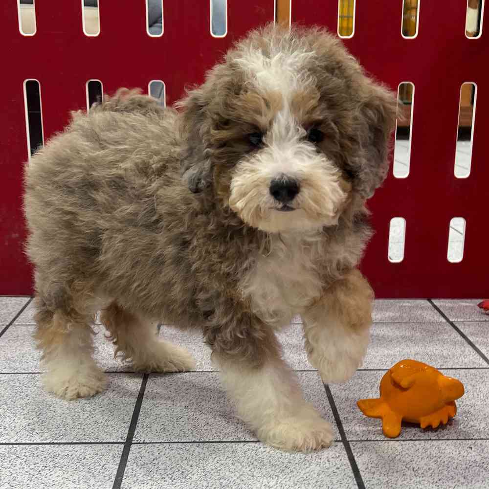 Eddie Male Mini Bernedoodle Puppy For Sale In Flint eddie-male-mini-bernedoodle-puppy-for-sale-in-flint