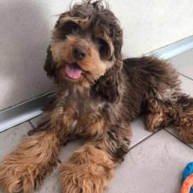 Cocker Spaniel