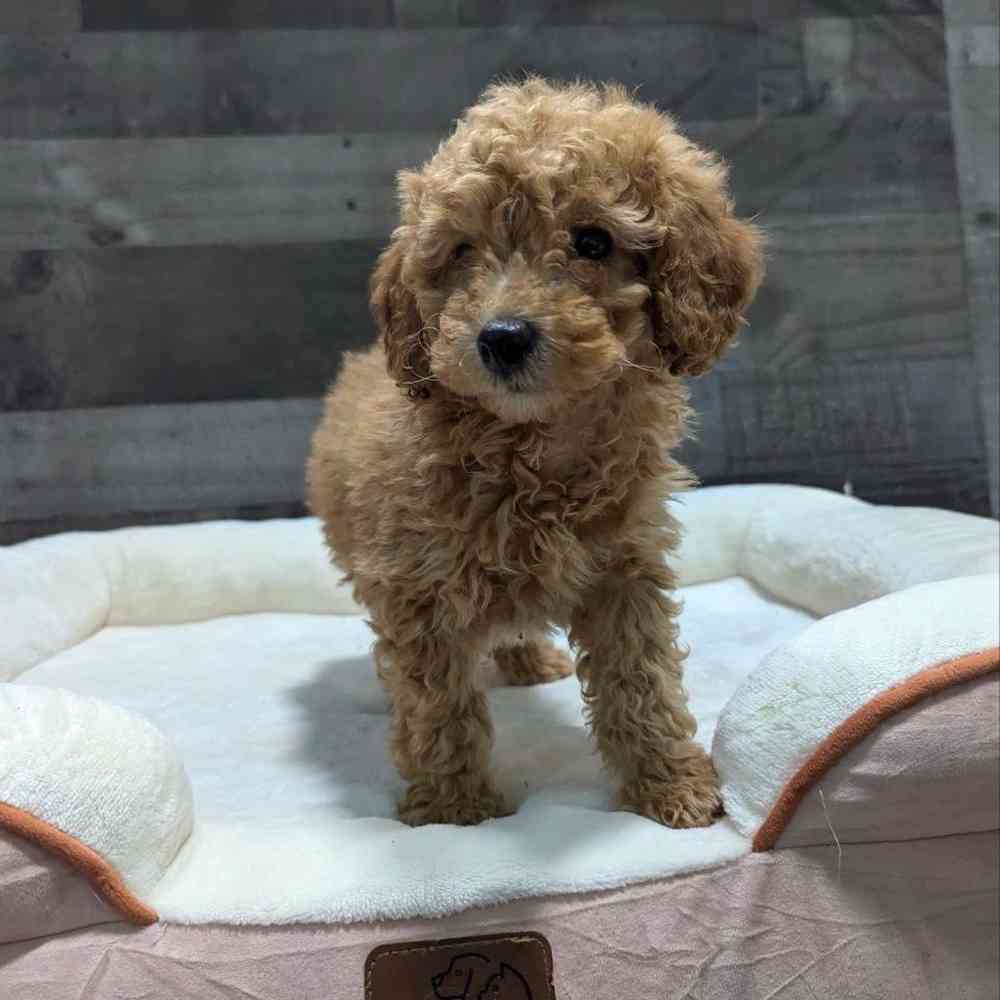Image of a pet breed in the gallery