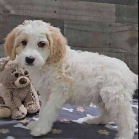 Cavapoo