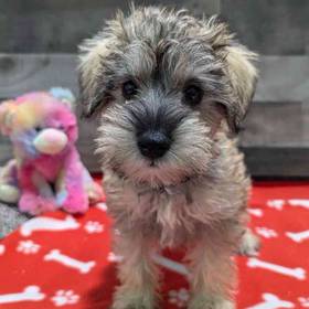 Mini Schnauzer