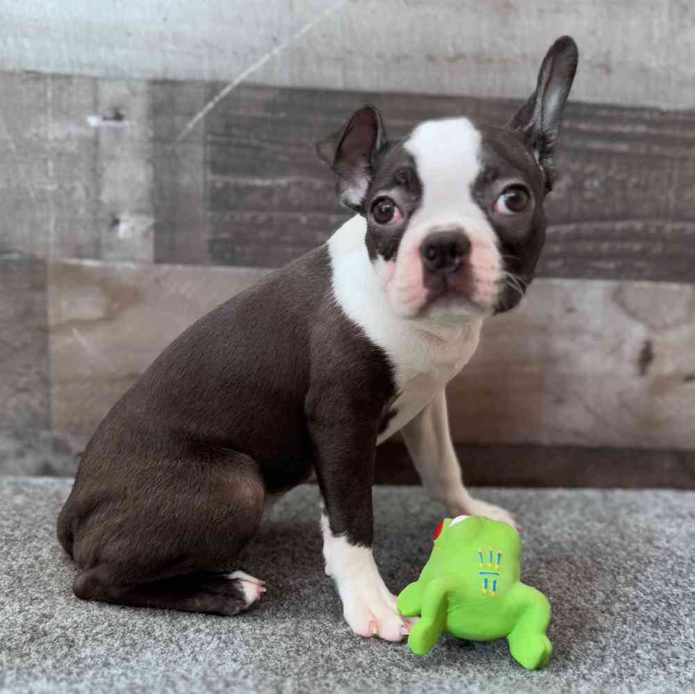 pet breed image