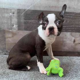 Boston Terrier