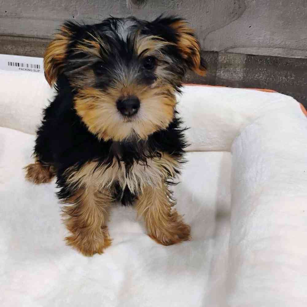 pet breed image