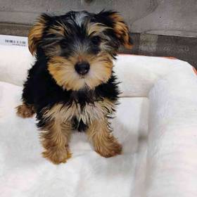 Yorkie