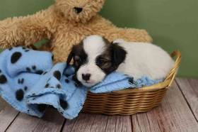 Papillon