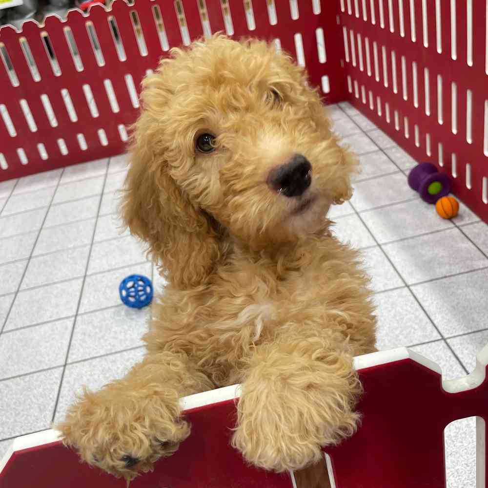 Remi