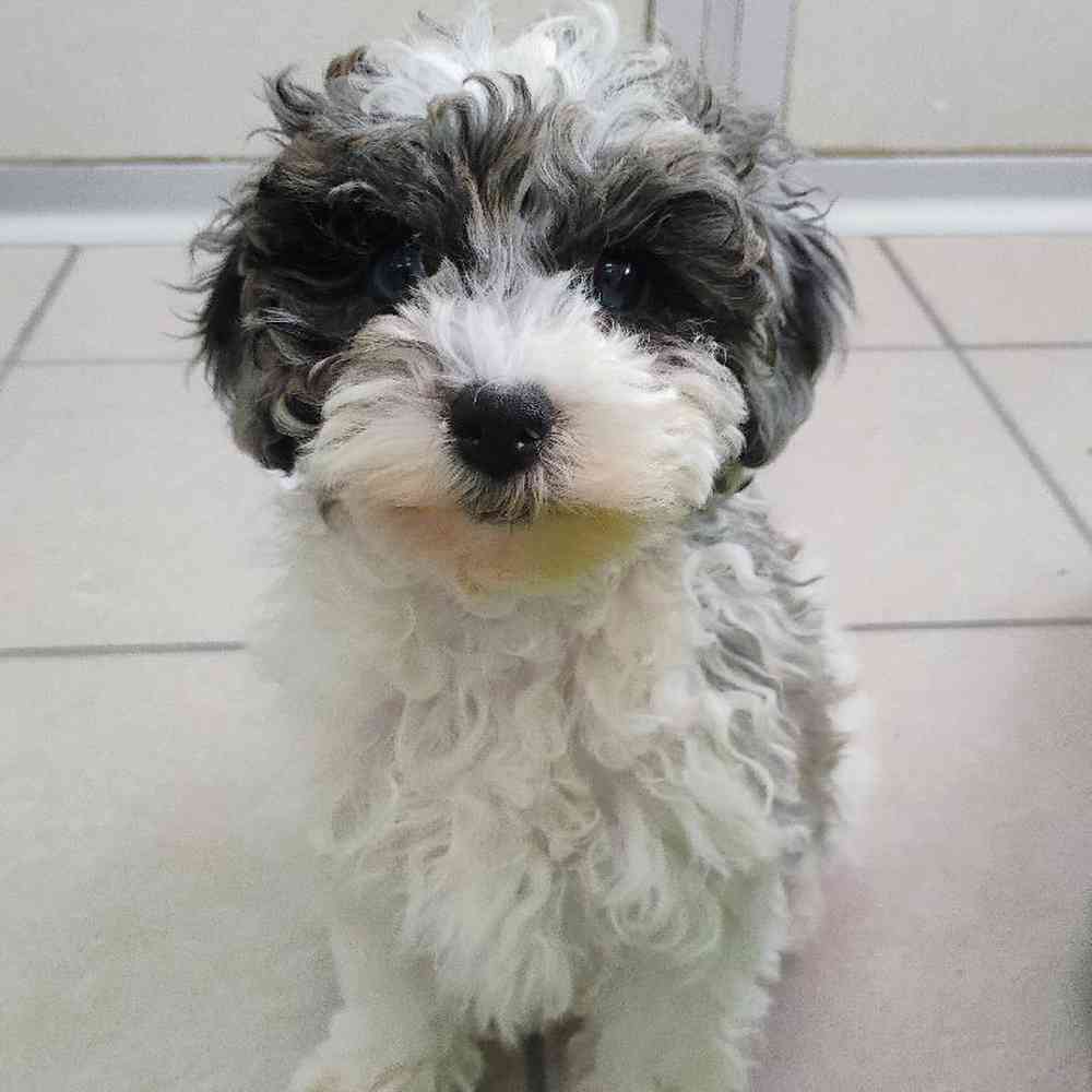 Female Mini Poodle Puppy for Sale in Troy, MI