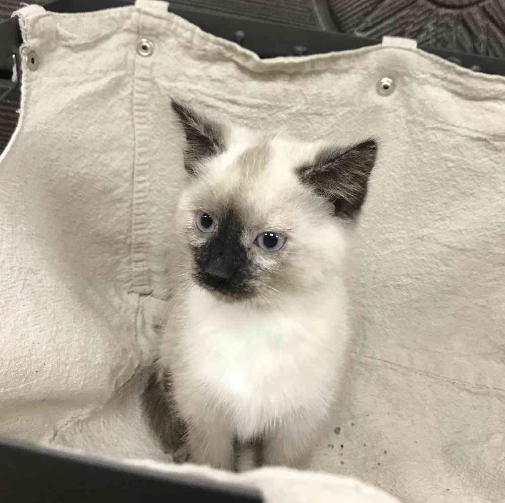 Kitten