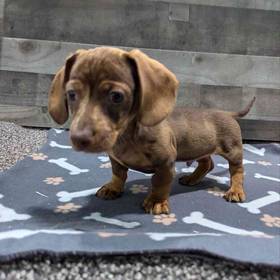 Dachshund
