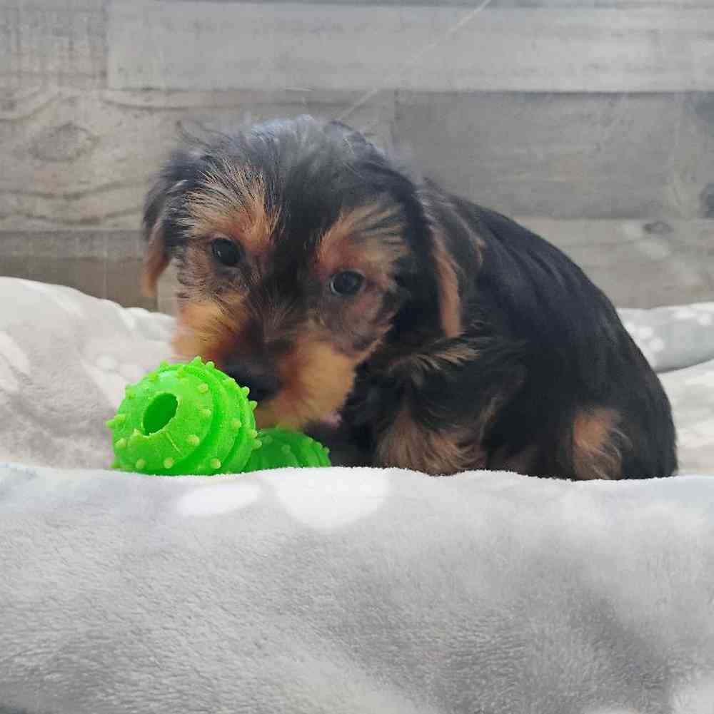 pet breed image