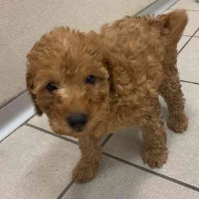 Cavapoo