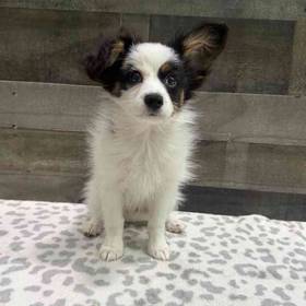 Papillon