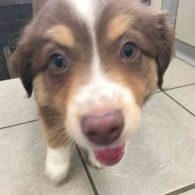 Miniature American Shepherd