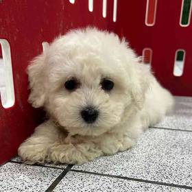 Bichon Frise