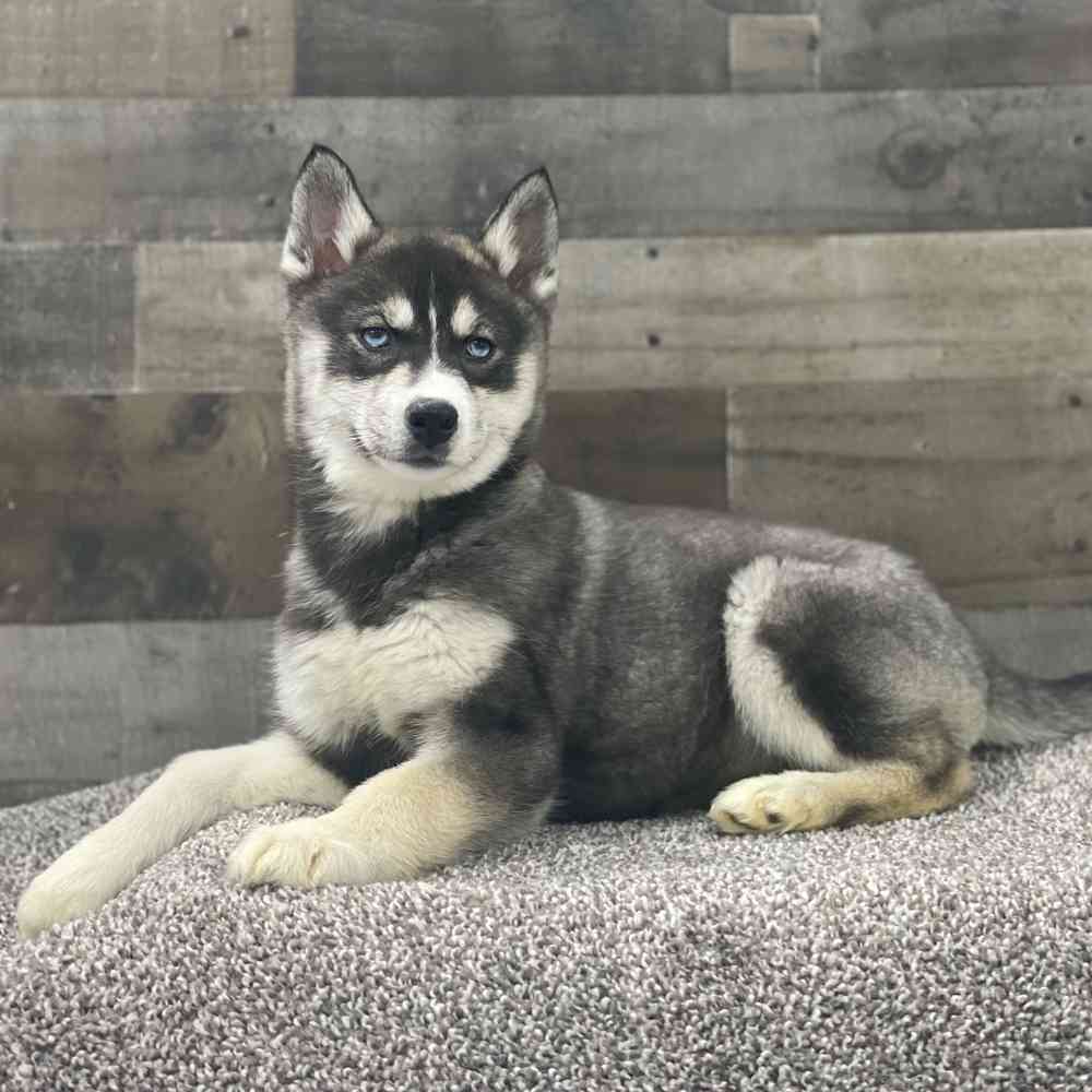 Siberian Husky