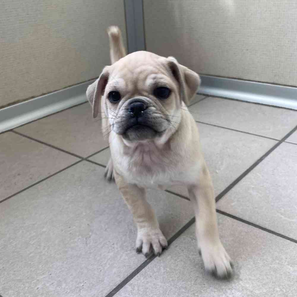 Male 3/4 Pug 1/4 Bull Mastiff Puppy for sale