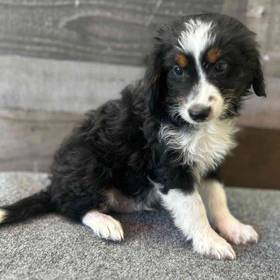 Mini Aussiedoodle