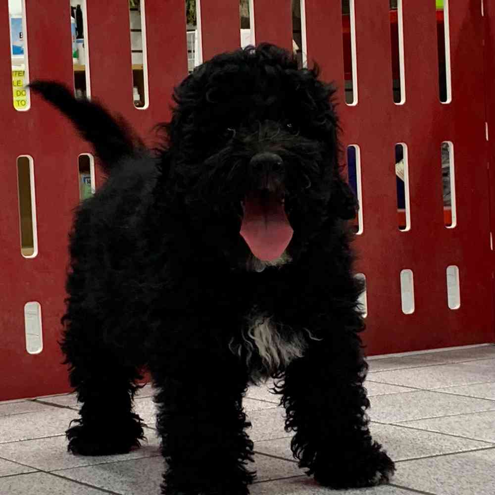 Bentley