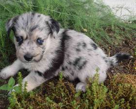 Huskypoo - Siberian Husky / Poodle