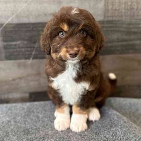 Aussiedoodle
