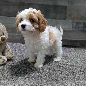 Cavapoo