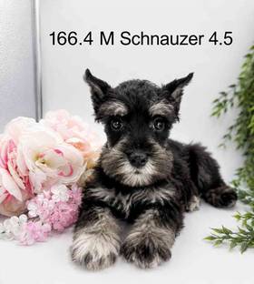 Mini Schnauzer