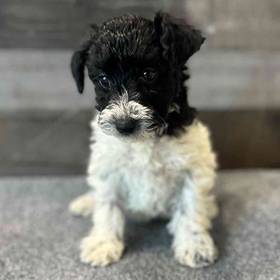 Schnoodle