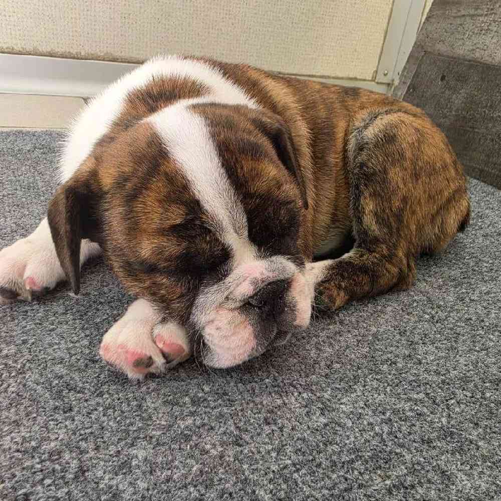 Image of a pet breed in the gallery