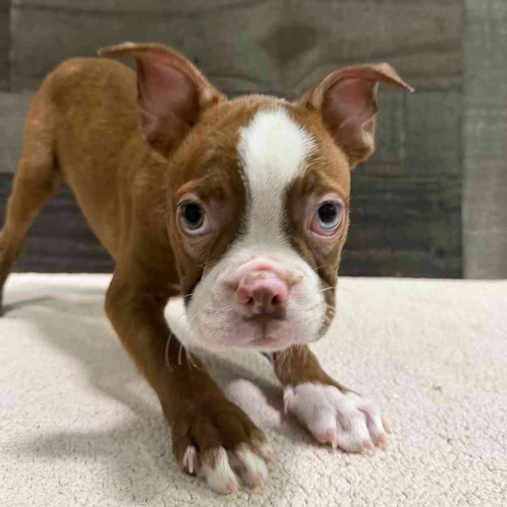 Image of a pet breed in the gallery