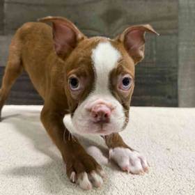 Boston Terrier