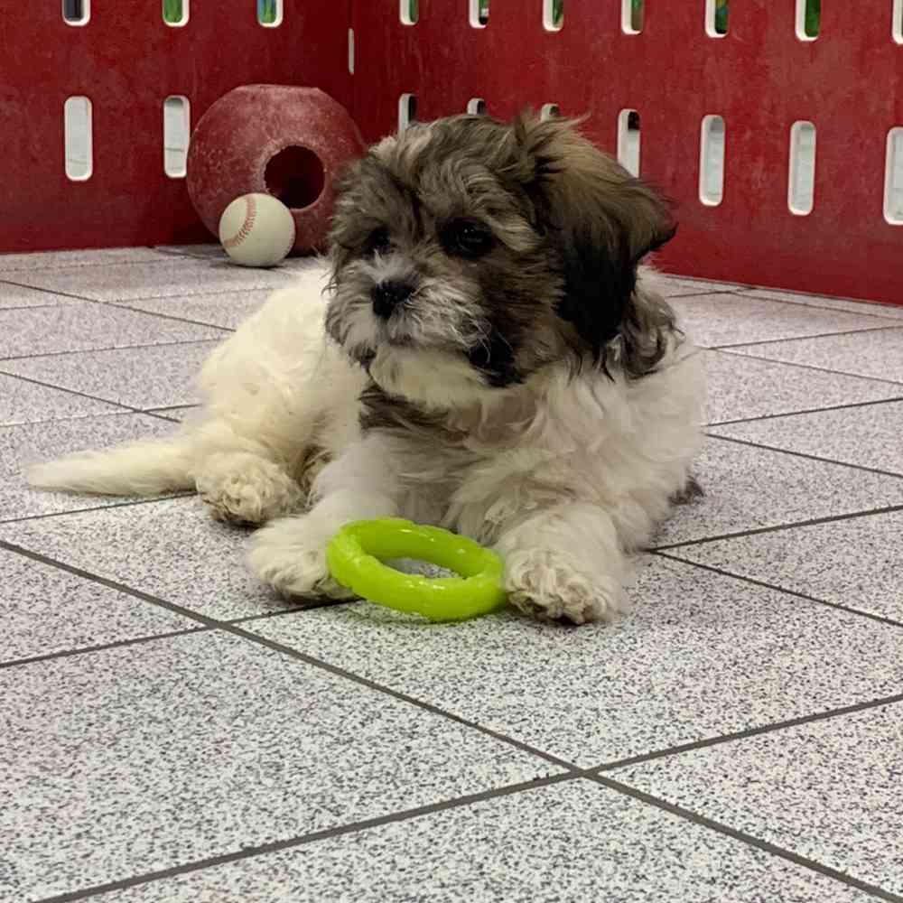 Shih Tzu-Bichon