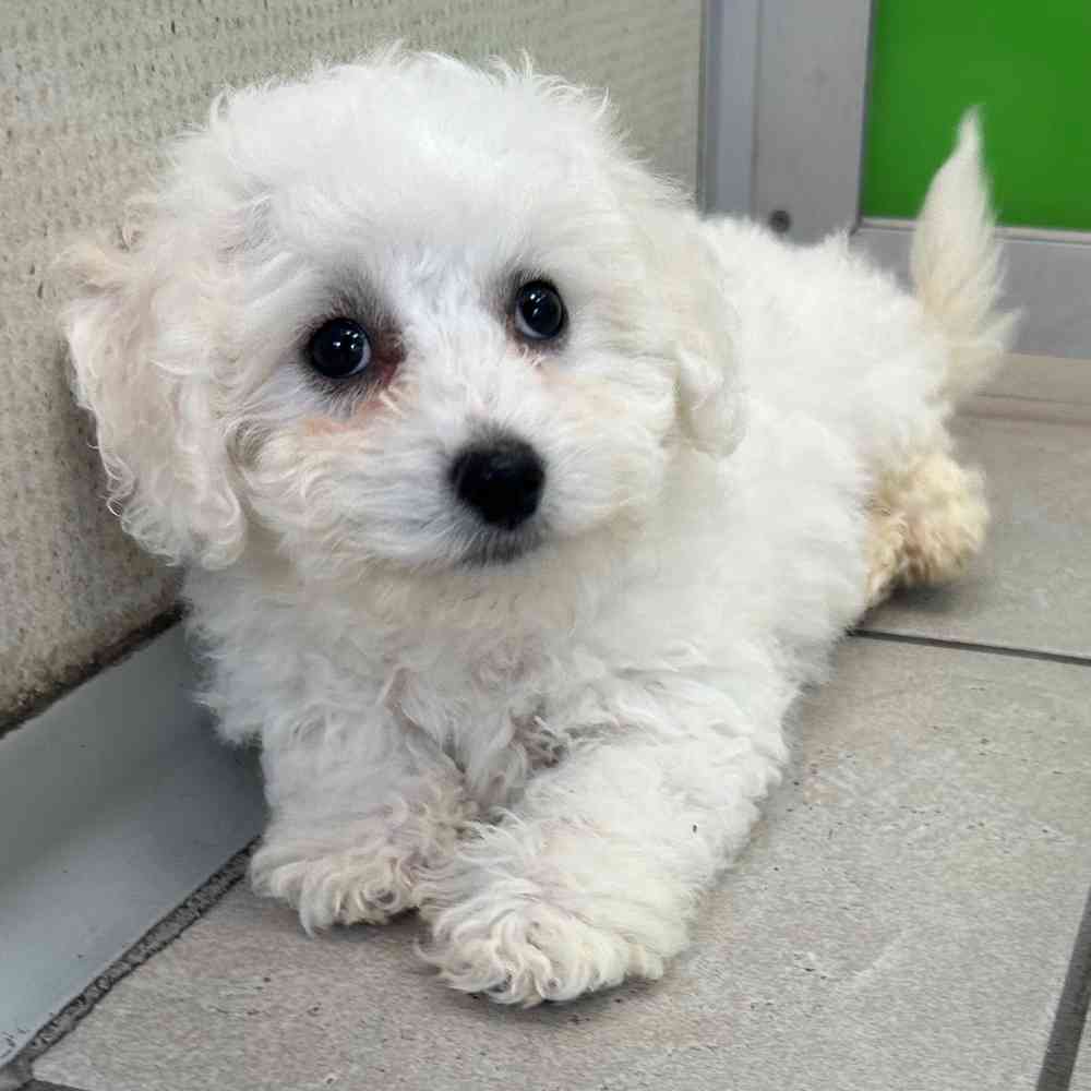 Snowball