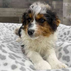 Mini Aussiedoodle