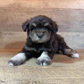 Schnoodle