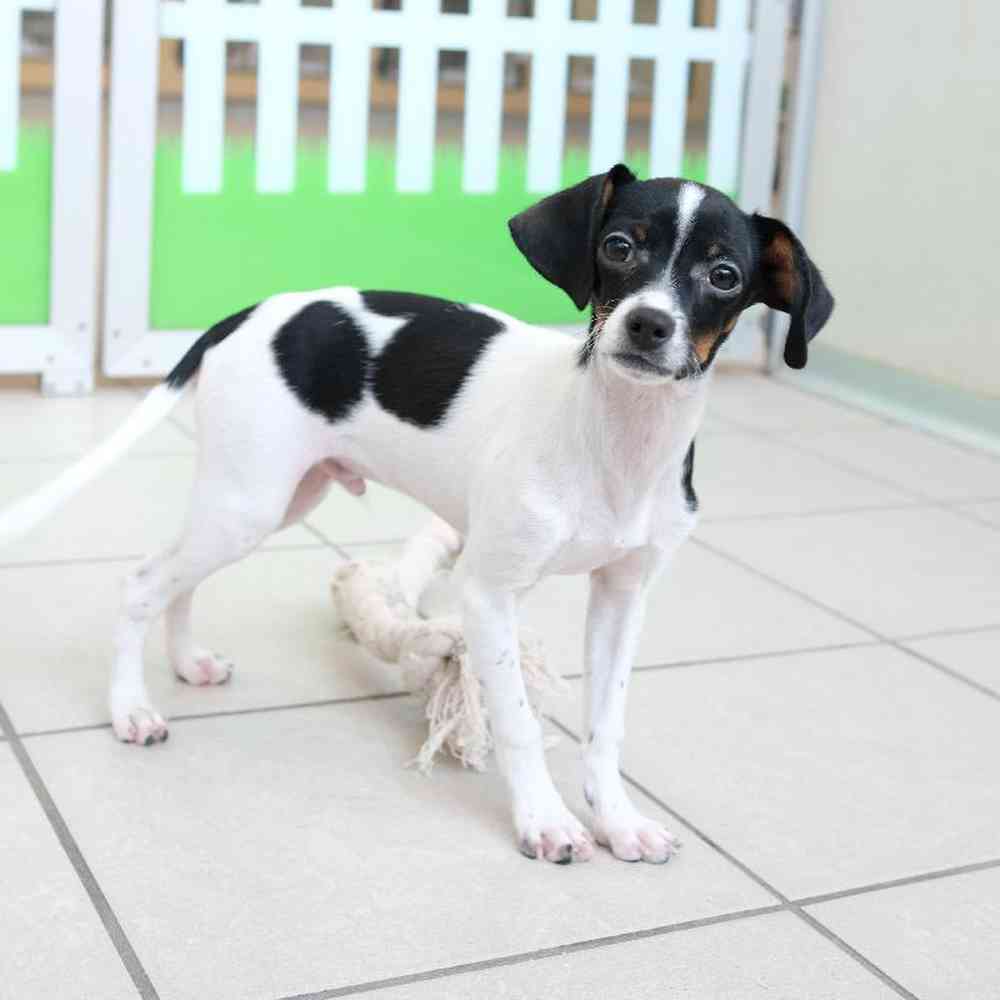 Male Cavalier/ Rat Terrier Puppy for sale
