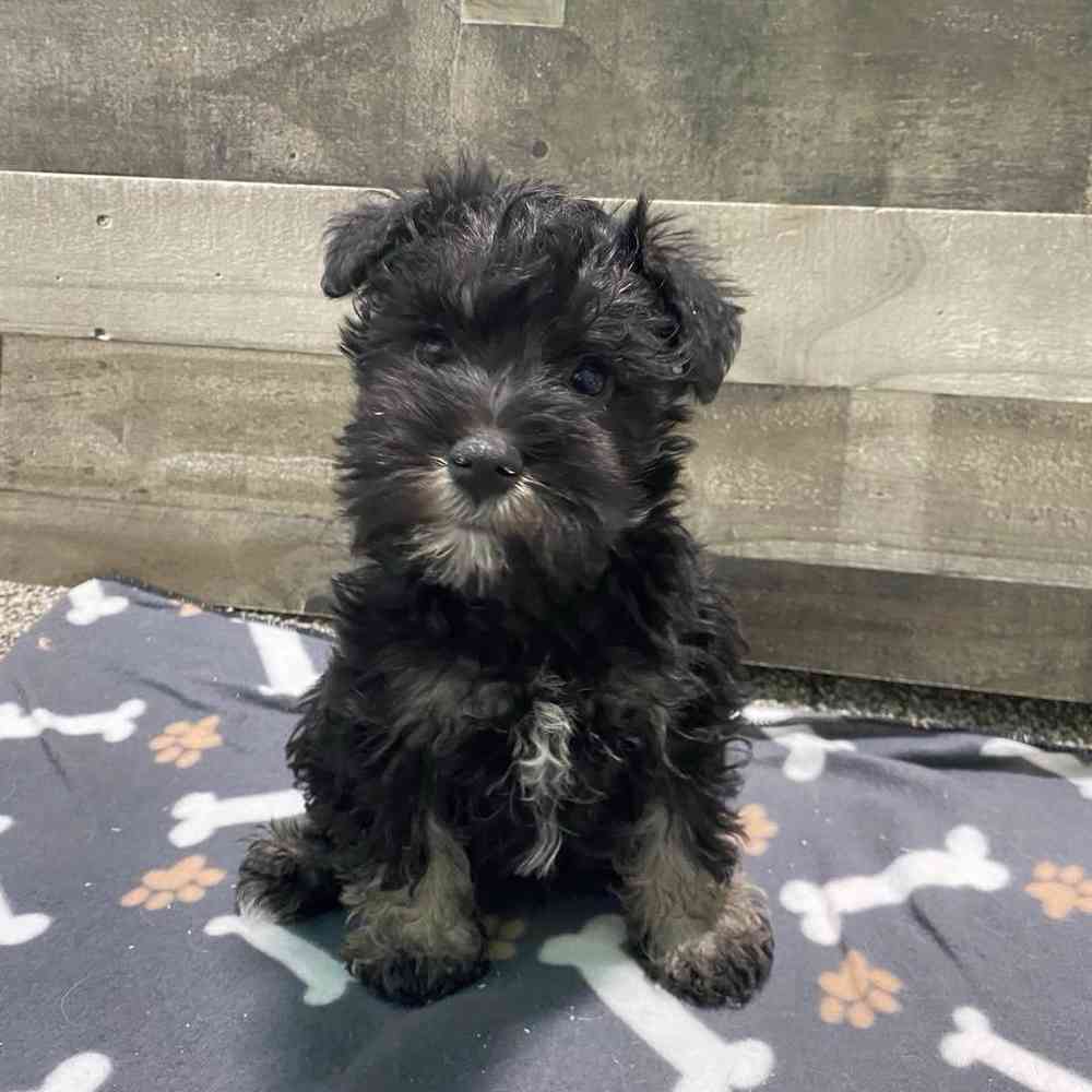 pet breed image