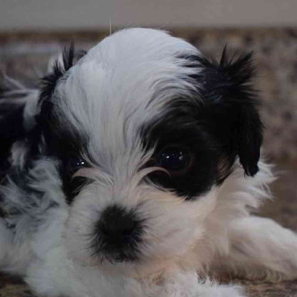 Male Coton Shih Tzu Puppy for sale