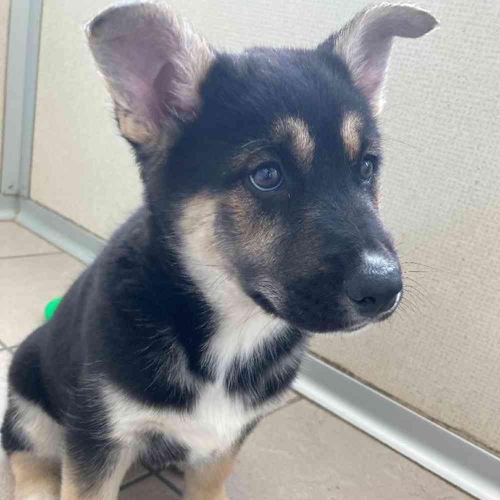Male Husky / German Shepherd Puppy for sale