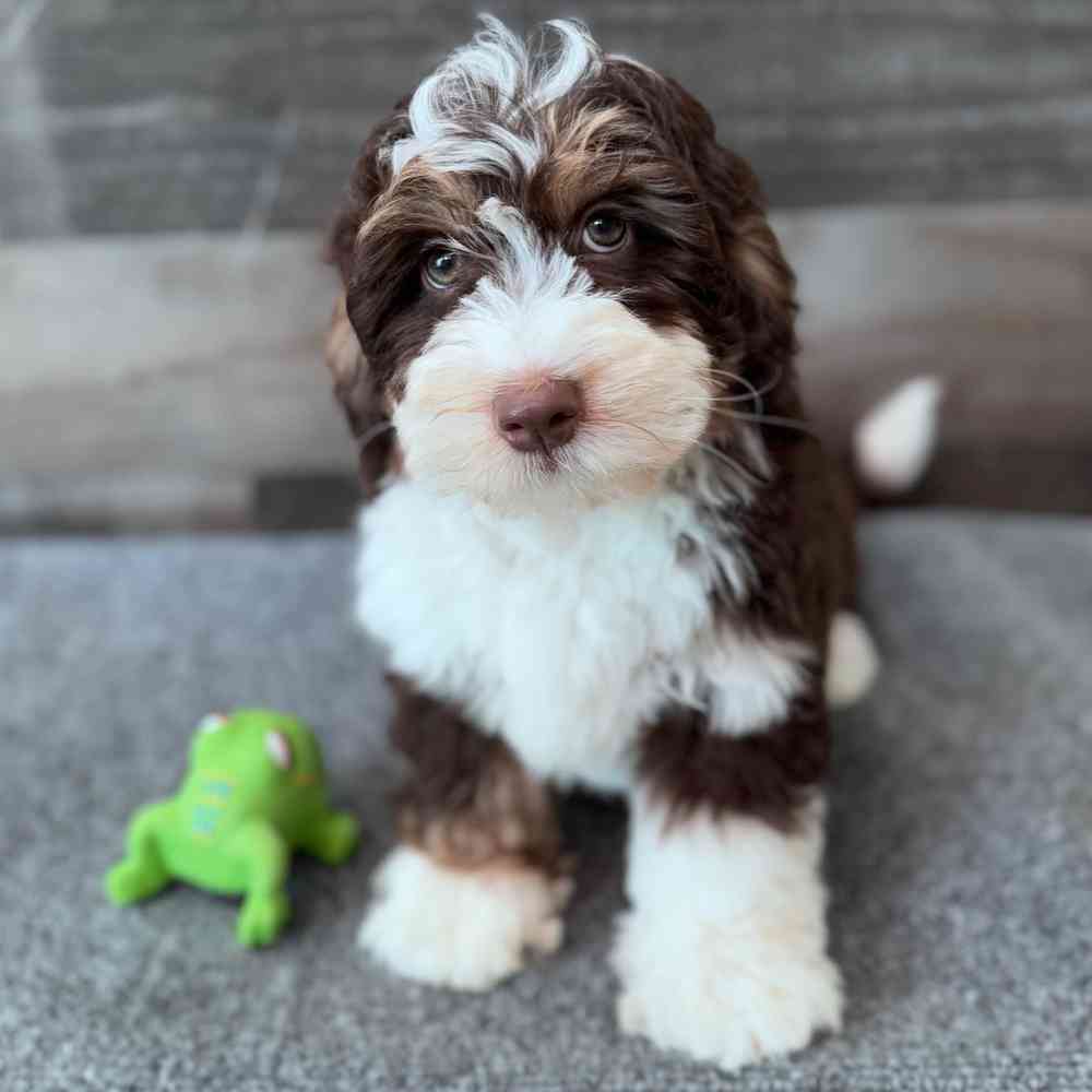 Image of a pet breed in the gallery