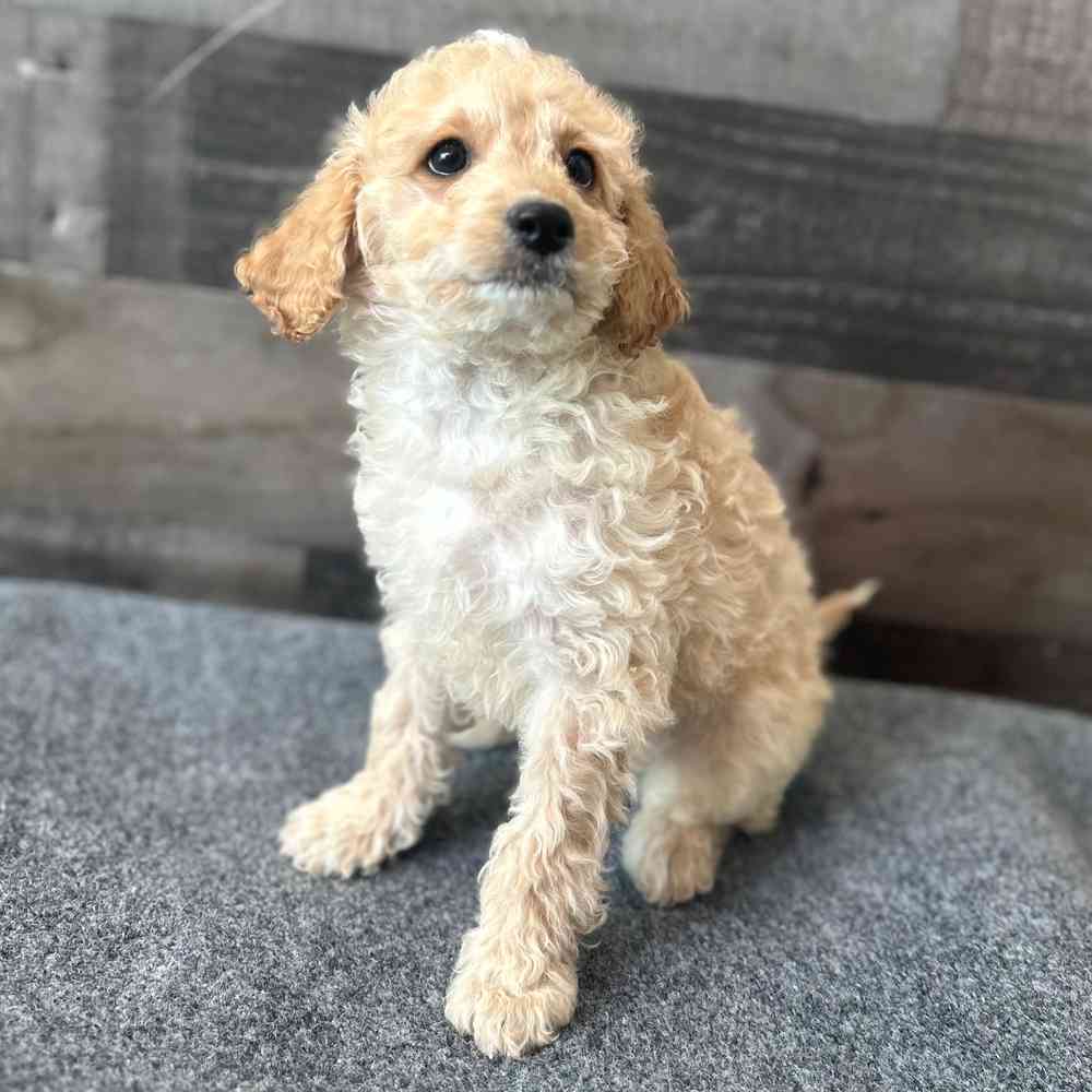pet breed image