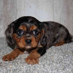Cavalier King Charles Spaniel