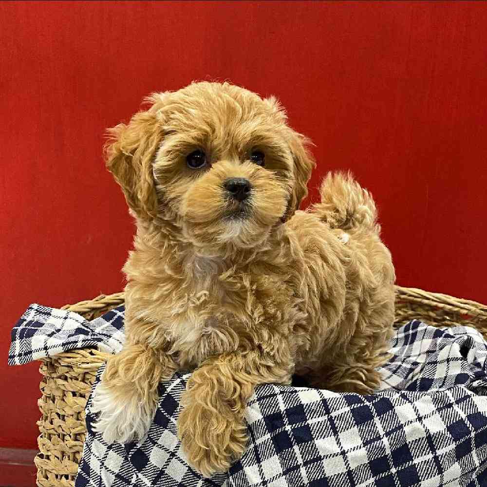 Female Shipoo Puppy for sale