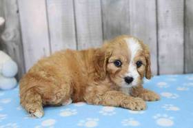 Cavapoo
