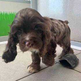 Cocker Spaniel